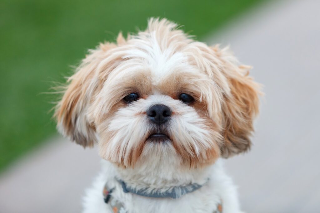 Portret shih tzu Shih tzu ze skróconą sierścią