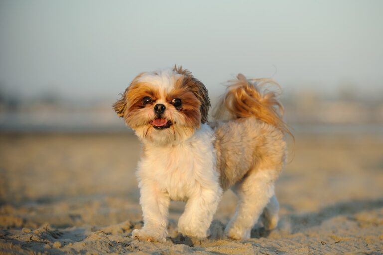 Shih tzu Lwi piesek na plaży