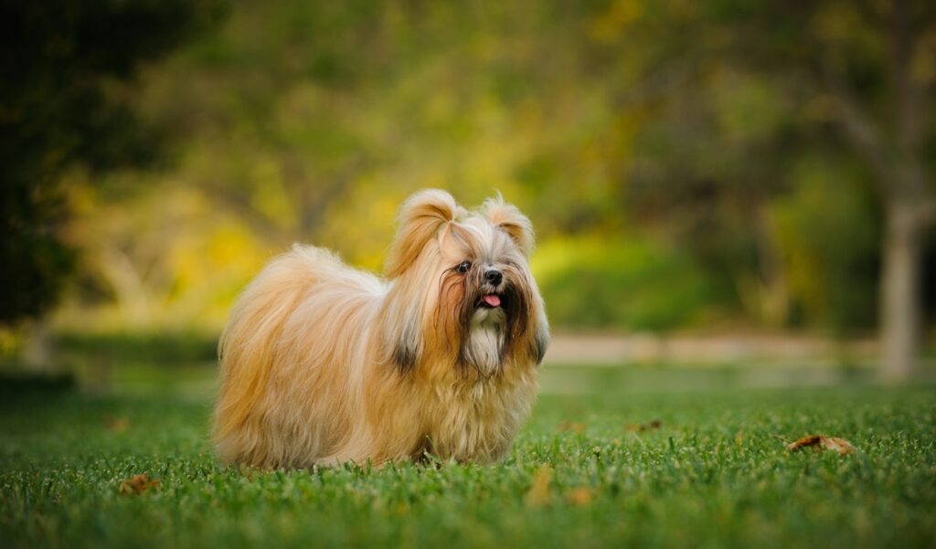 Shih tzu na spacerze Shih tzu na trawie