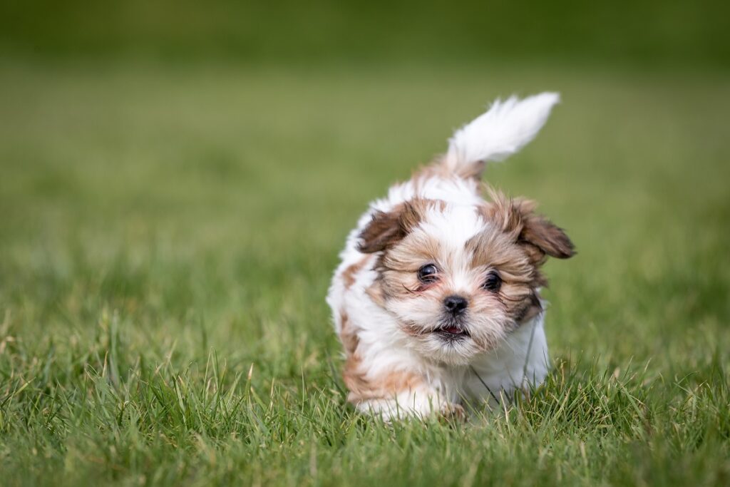 Szczeniak shih tzu Mały shih tzu