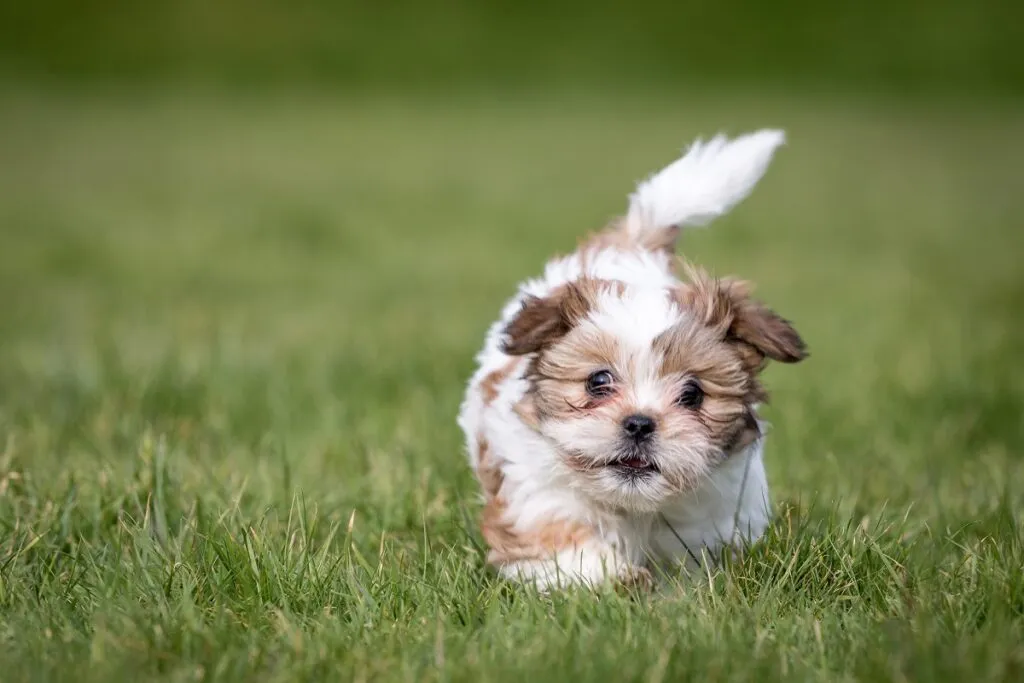Szczeniak shih tzu Mały shih tzu