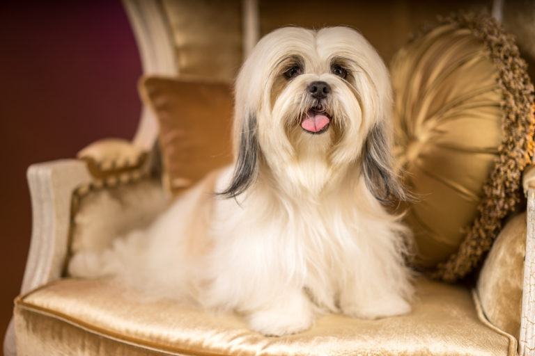 Shih Tzu pies rasy Shih Tzu