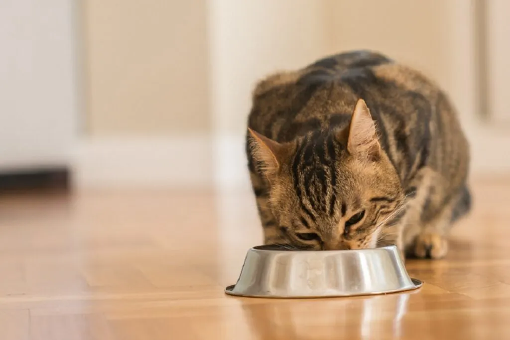 Kot je karmę z jednym źr&oacute;dłem białka