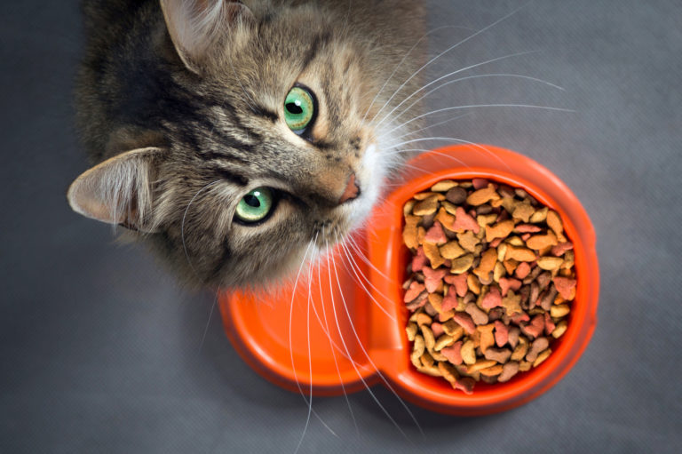 karmy monoproteinowe dla kotów