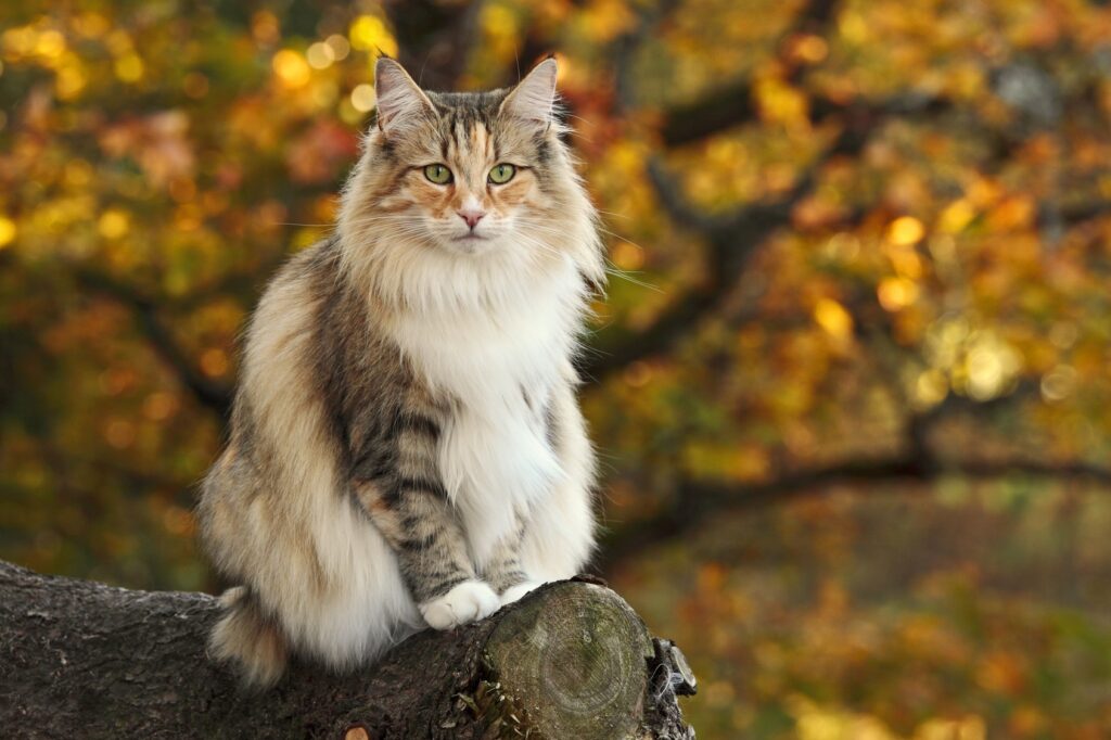 kot norweski leśny tricolor
