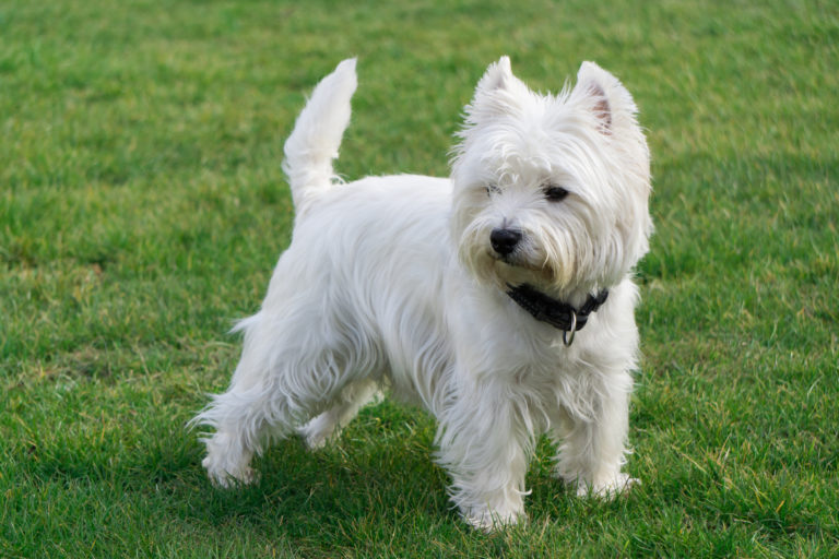 Westie terier