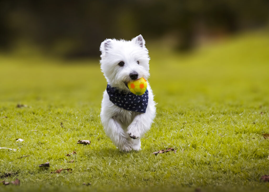 szczeniak westie