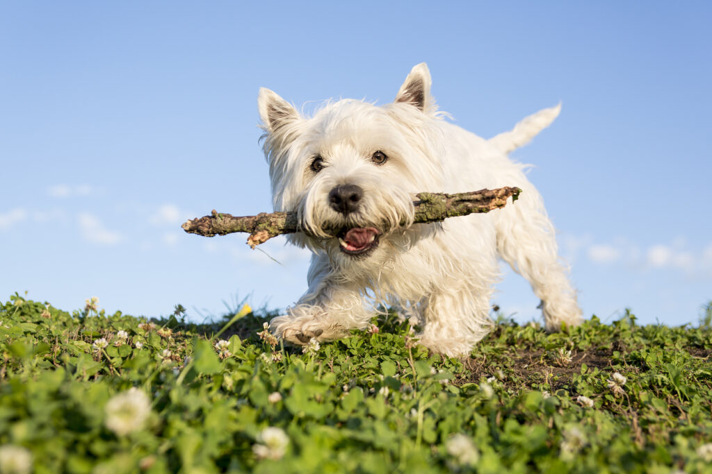 westie bawi się na zewnątrz