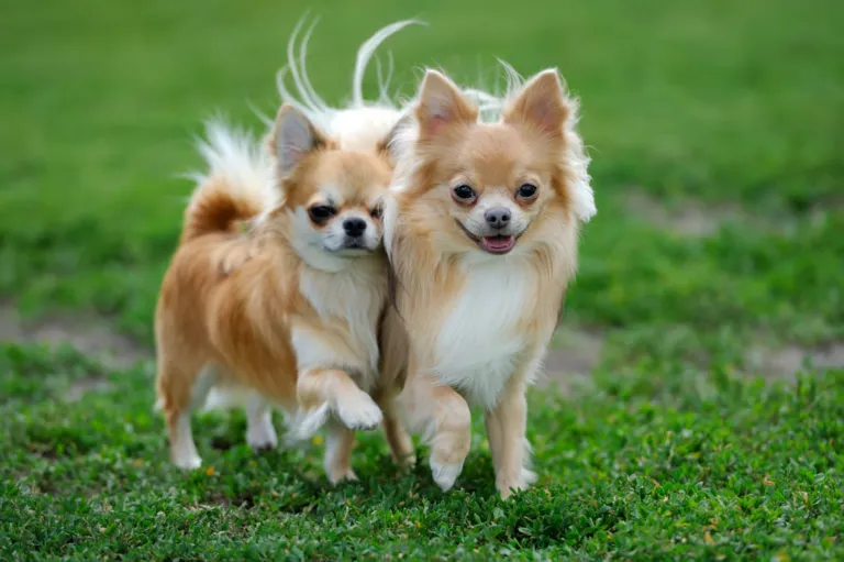 Chihuahua Chihuahua długowłosy