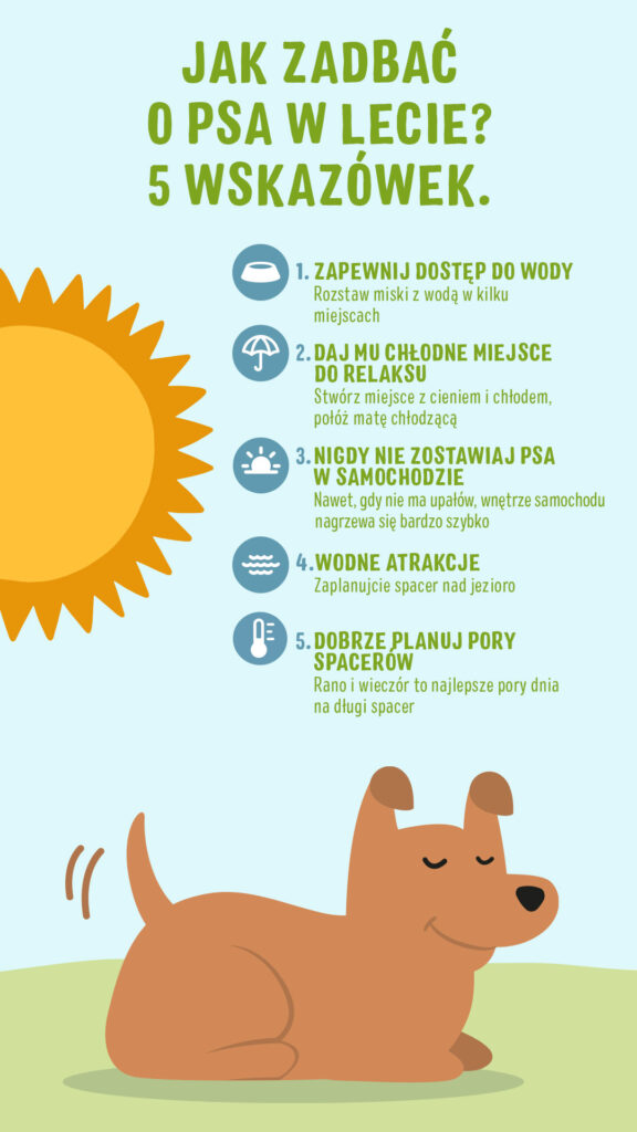 jak zadbać o psa w lecie jak zadbać o psa w lecie