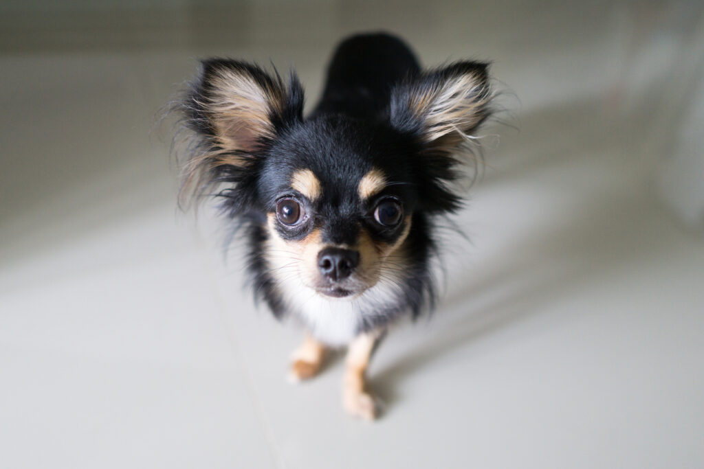 czarny chihuahua chihuahua umaszczenie czarne
