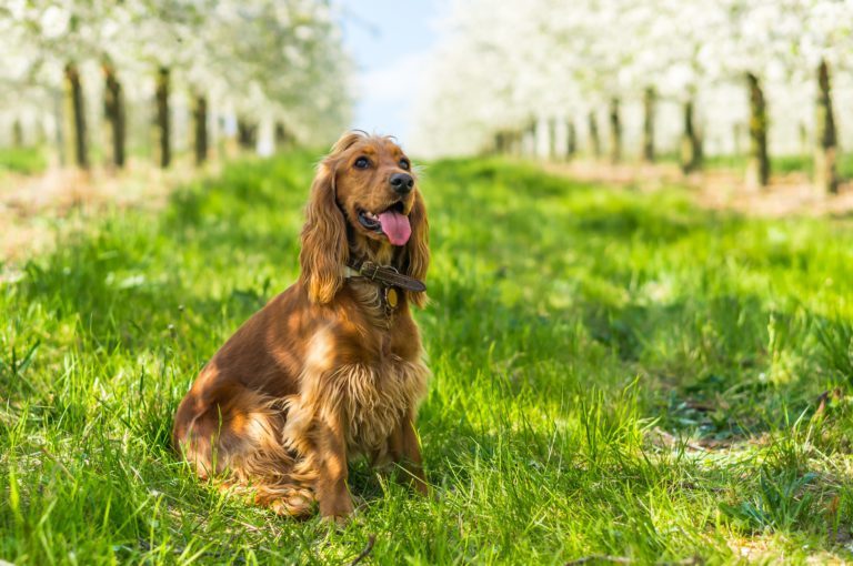 Cocker spaniel angielski