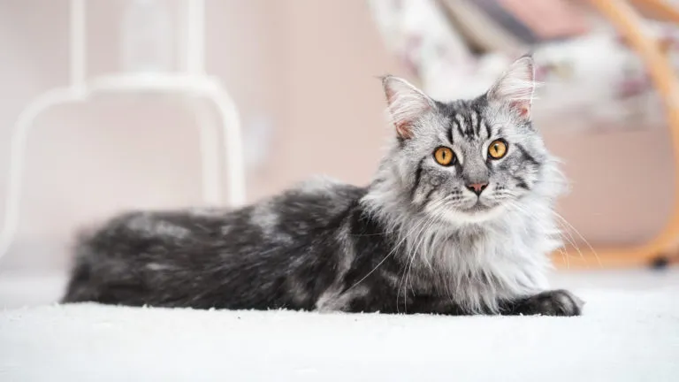 Karma dla Maine Coona Maine Coon