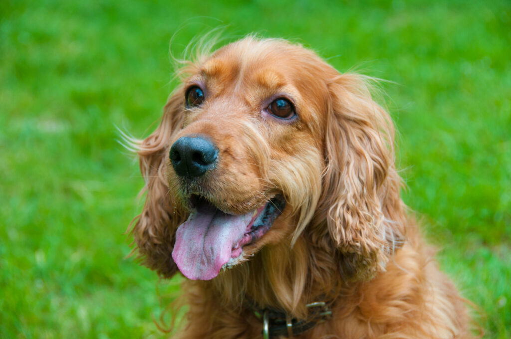 cocker-spaniel-angielski-portret