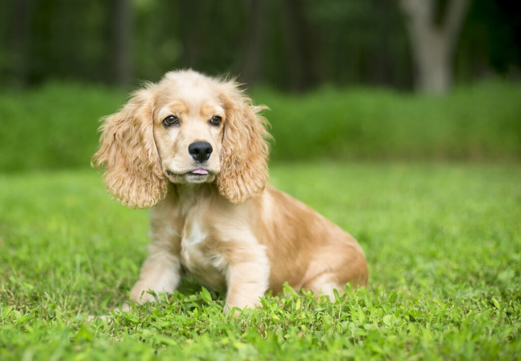 cocker-spaniel-angielski-szczenię