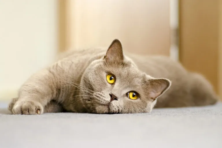 kot British Shorthair Kot brytyjski krótkowłosy
