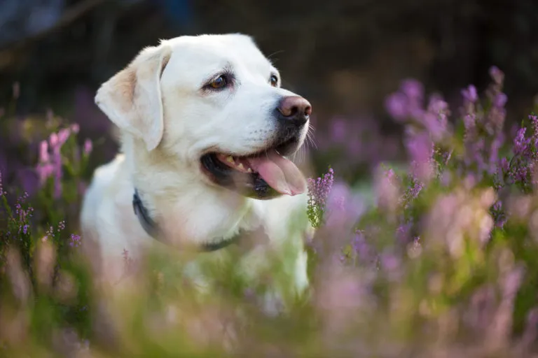 Karma dla Labradora Retrievera Jedzenie dla Labradora