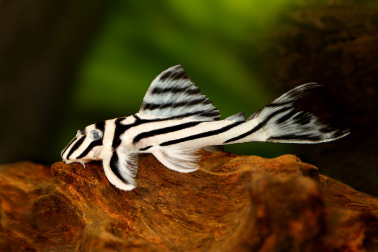 Hypancistrus zebra