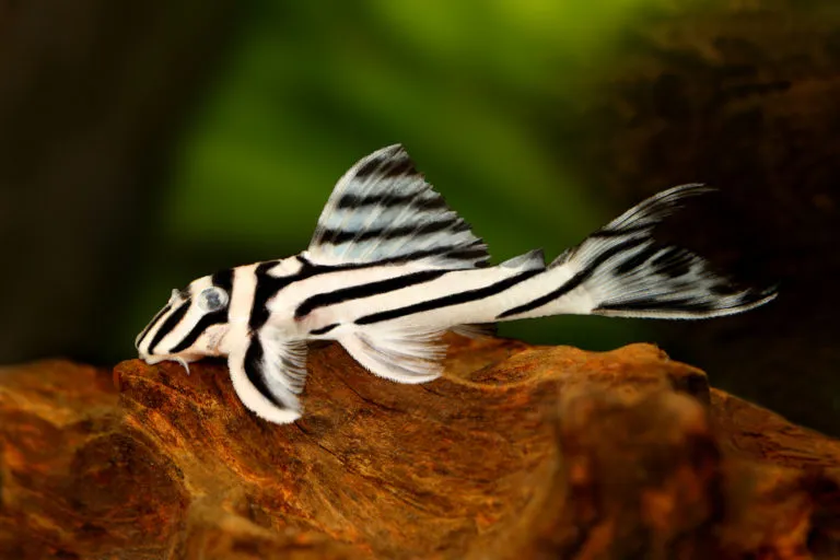 Zbrojnik zebrowaty Hypancistrus zebra