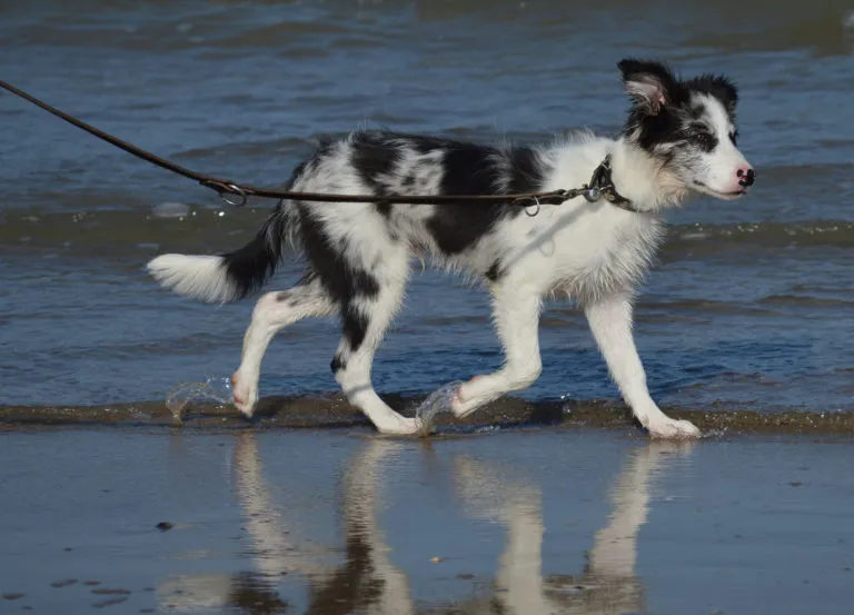Border Collie na spacerze spacer z border collie