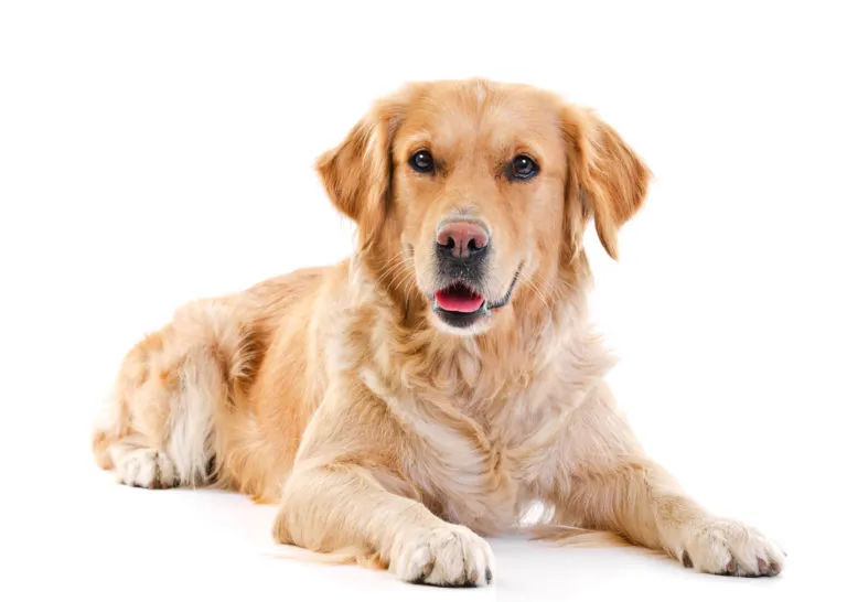 Golden Retriever Pies rasy Golden Retriever