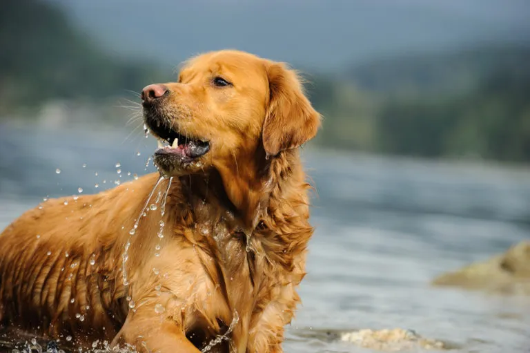 Golden w wodzie Golden Retriever trening