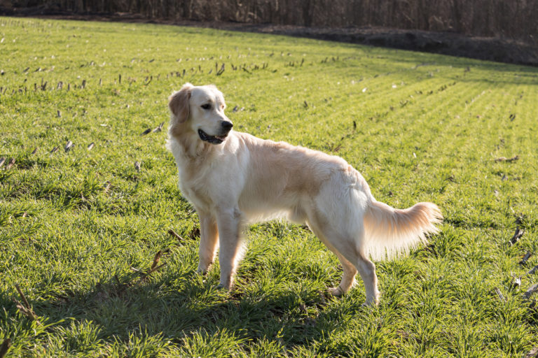 Goldie Golden ruch