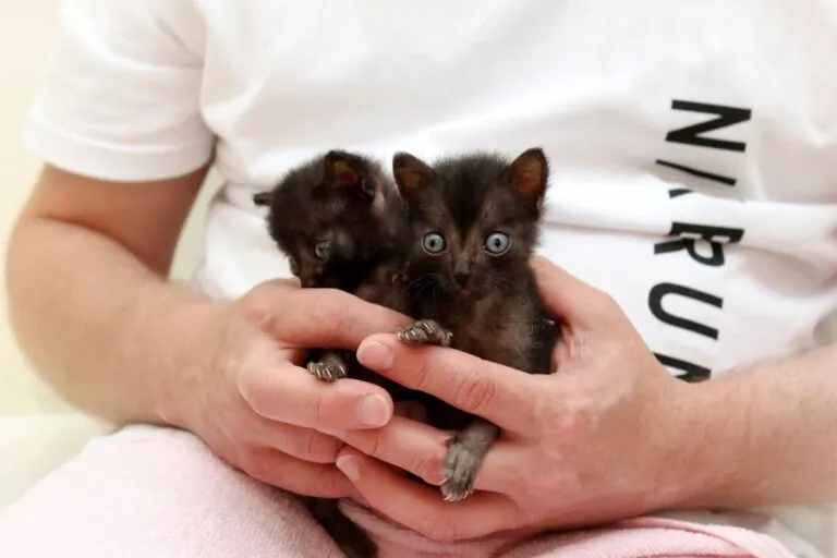 Kocięta kota-wilkołaka