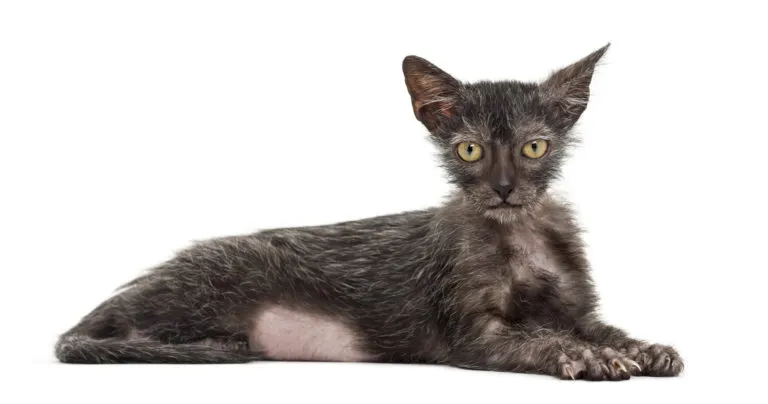 Kot wilkołak Kot rasy Lykoi