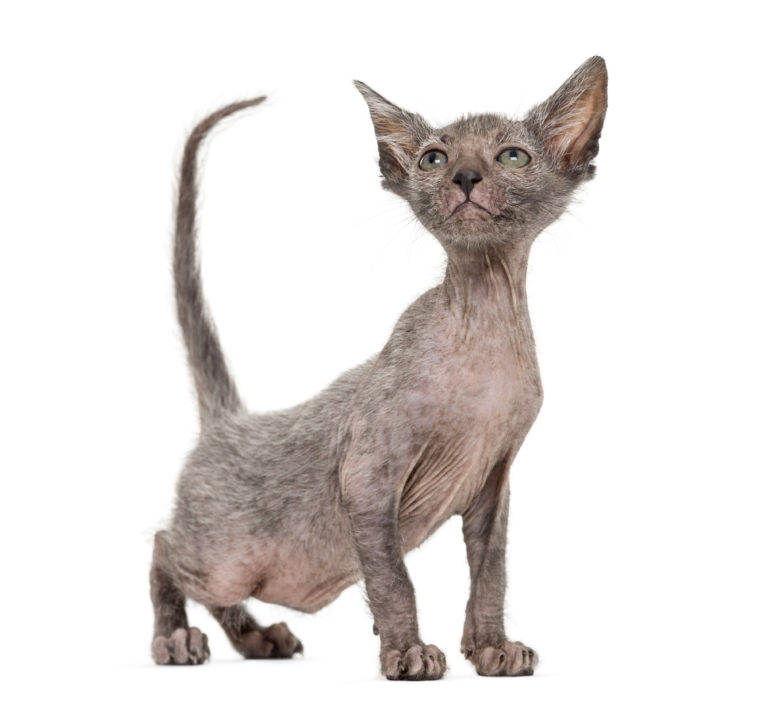 Kocię rasy Lykoi