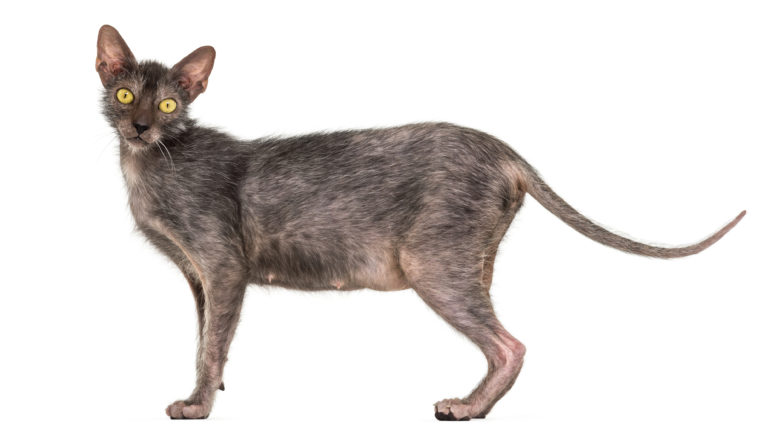 Lykoi Breed Lykoi Cat Cost 2+ Hundred Lykoi Kittens Royalty-Free