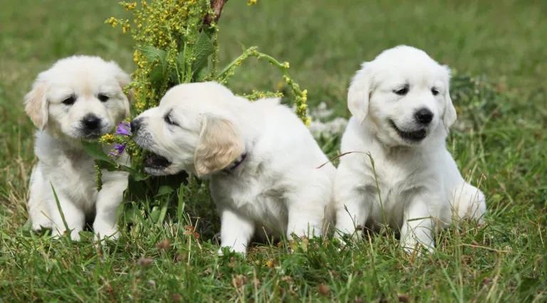 Małe Golden Retrievery Golden Retriever wychowanie