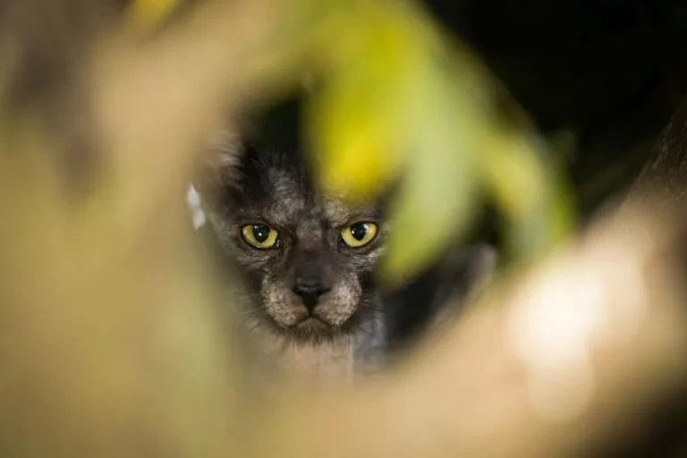 Złowrogo patrzący kot wilkołak