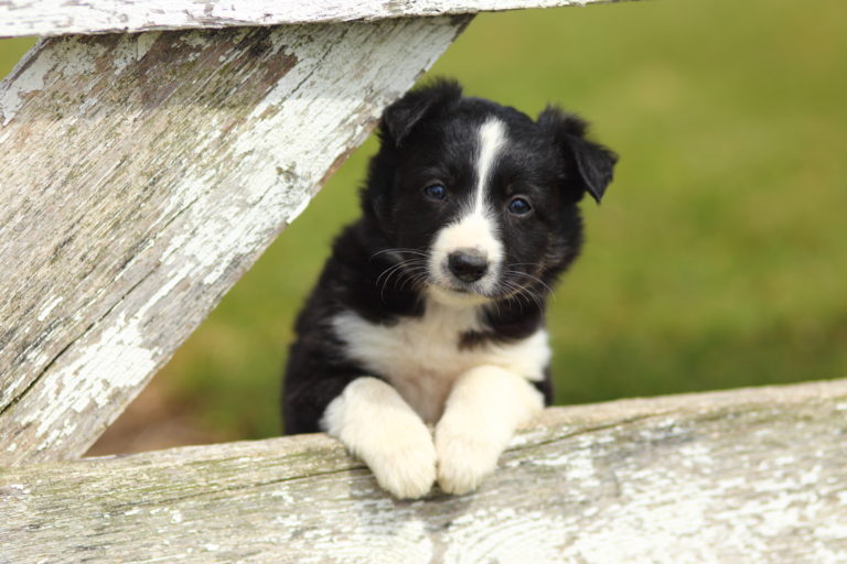 szczeniak border collie