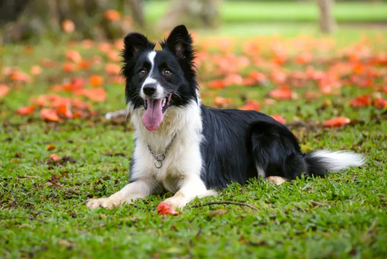 Zabawa z Border Collie rasa Border Collie
