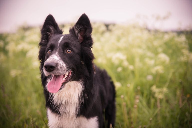 pies rasy border collie