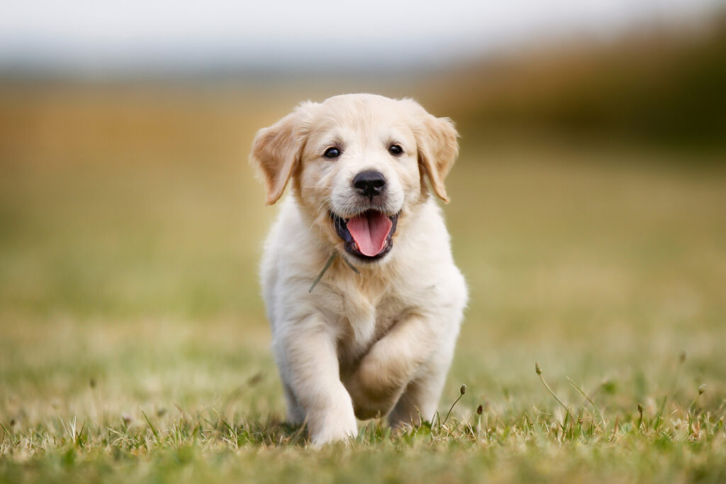 szczęśliwy szczeniak rasy golden retriever