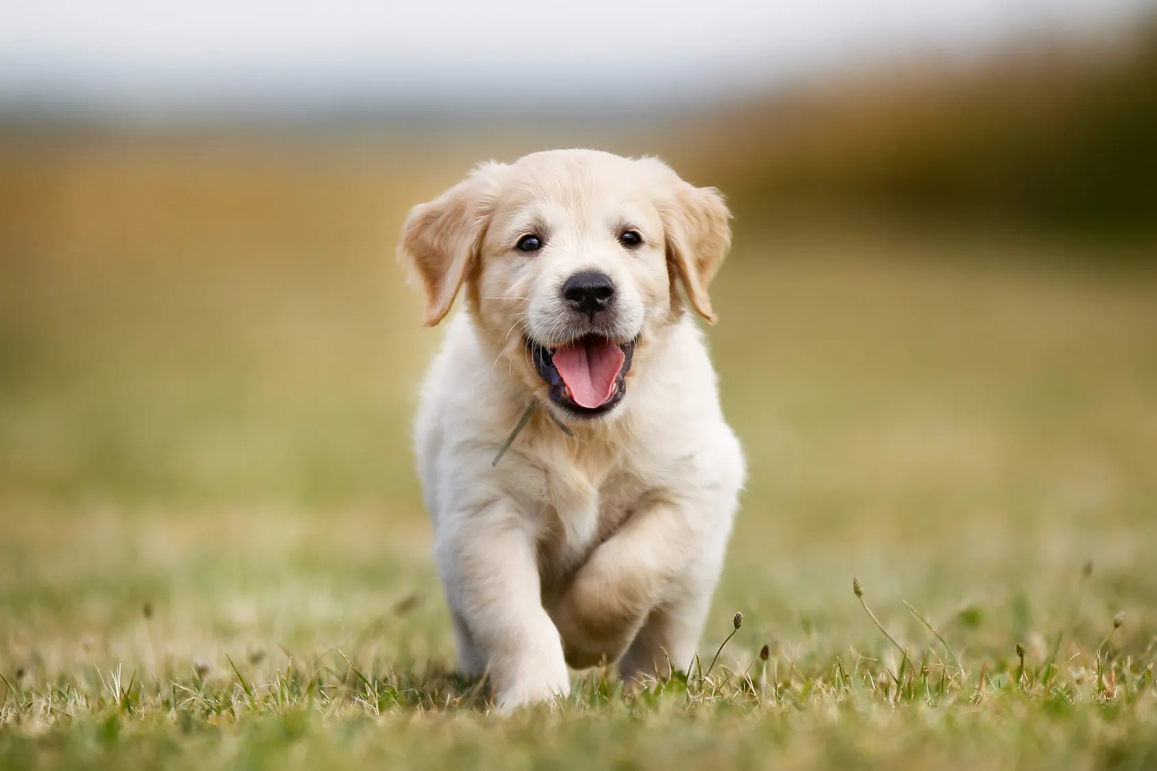 golden retriever szczenię szczęśliwy szczeniak rasy golden retriever