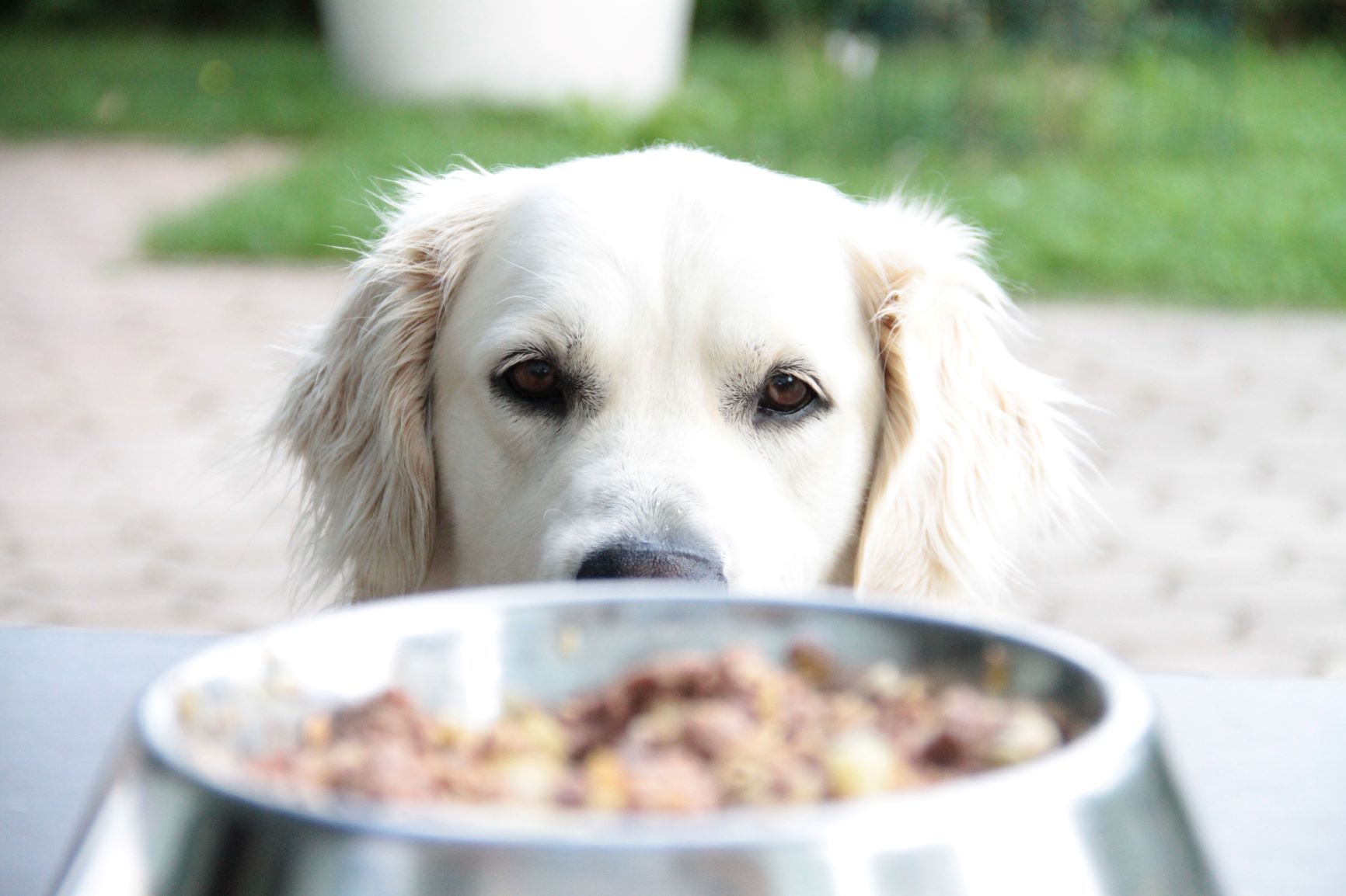 pożywienie dla golden retrievera