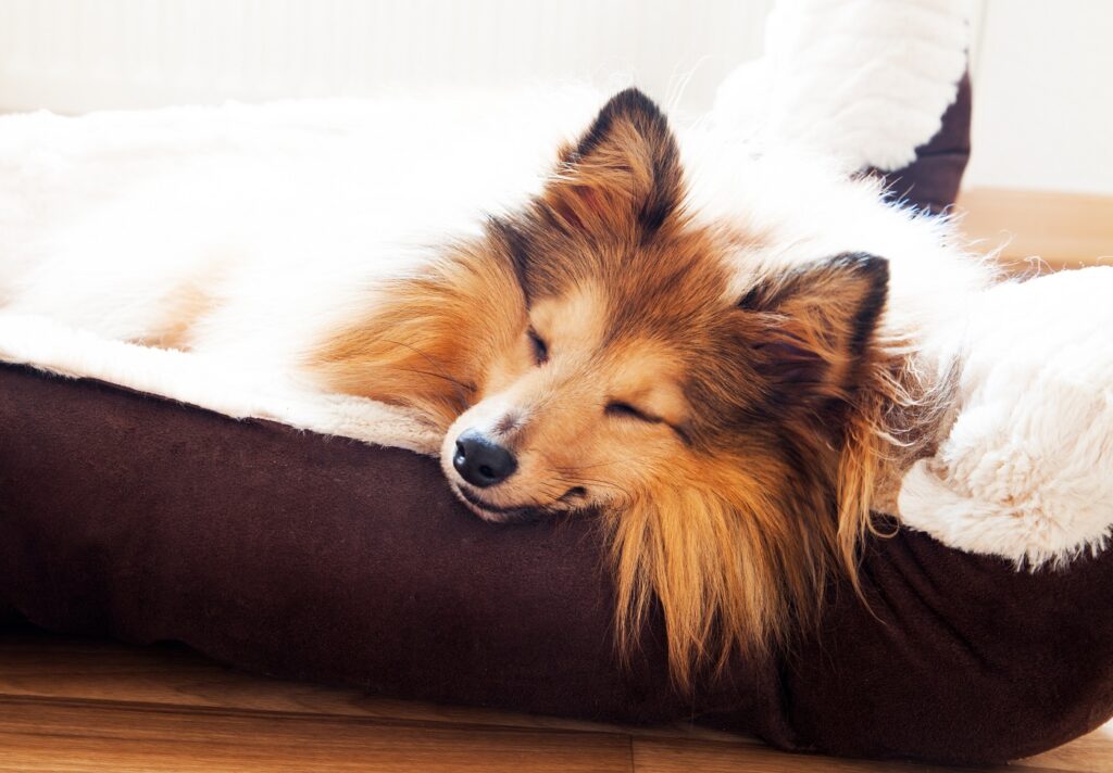 Sheltie śpi w swoim legowisku