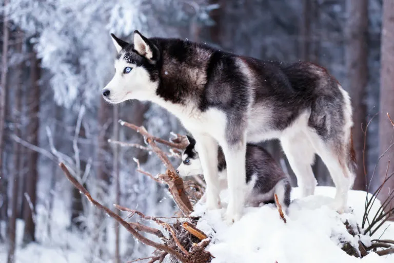 Husky syberyjski Siberian Husky