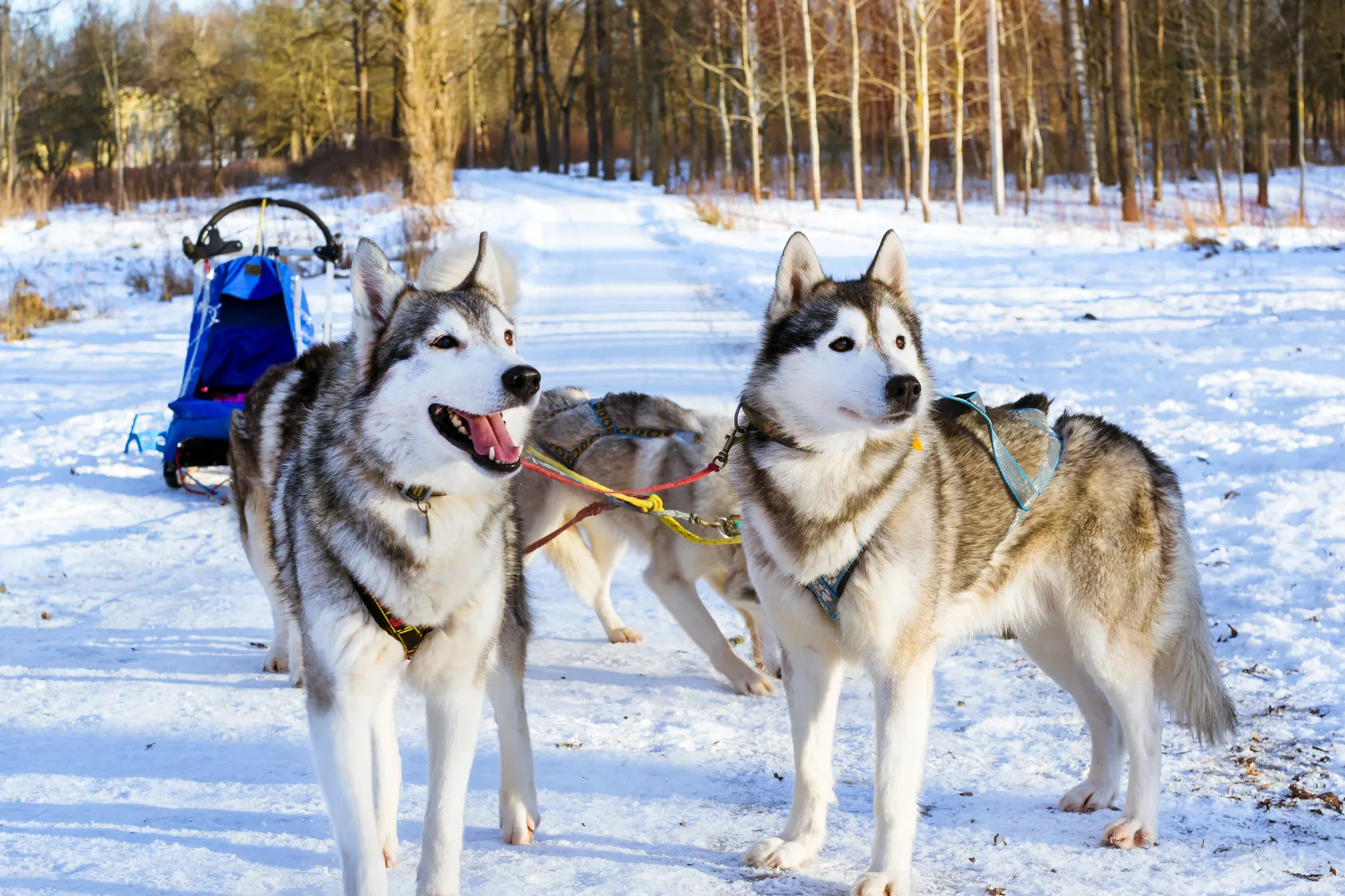 Huskies w zaprzęgu Psi zaprzęg