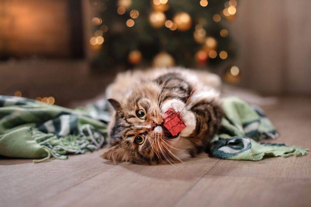 Kot podczas Świąt