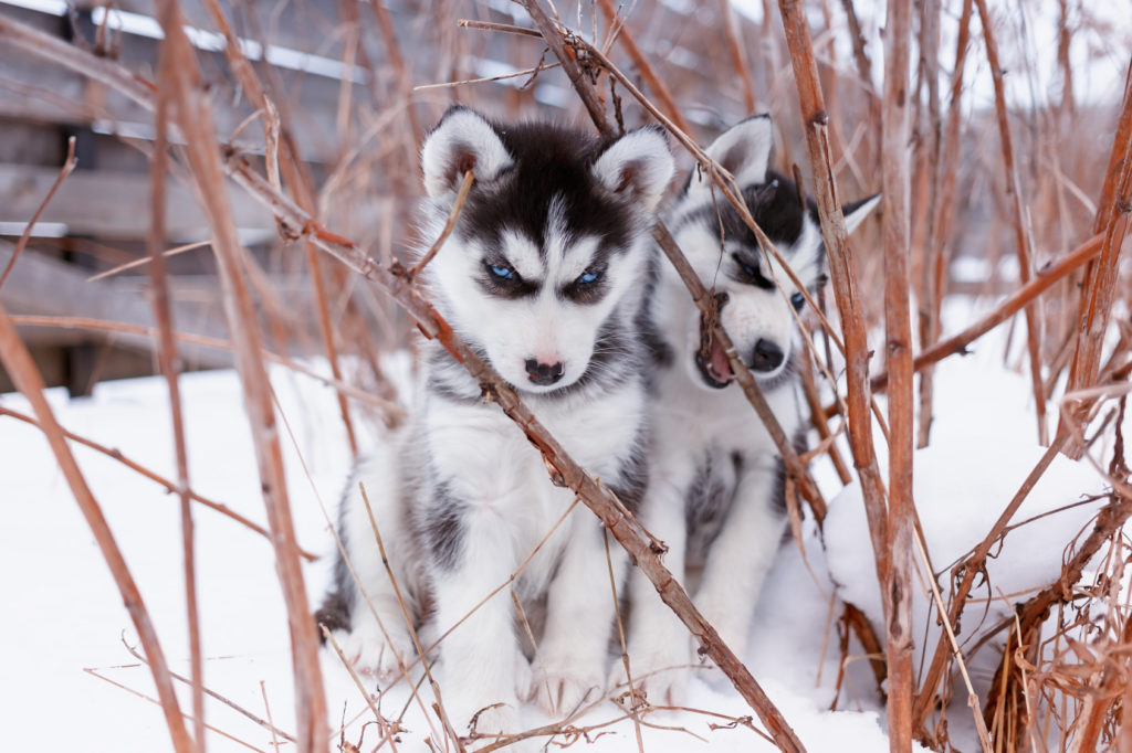 husky syberyjski szczenięta