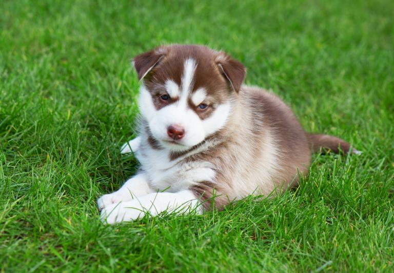 szczenię rasy siberian husky