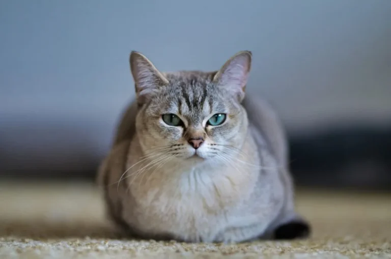 Burmilla Kot rasy burmilla