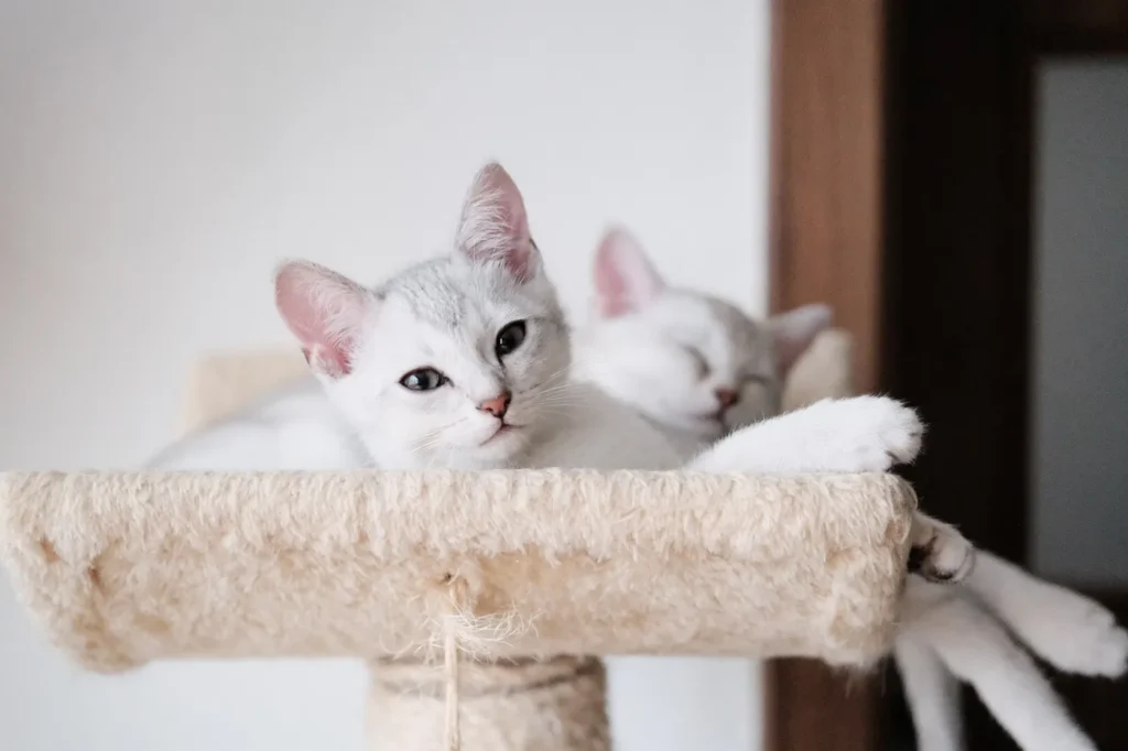 Burmilla kocię na drapaku