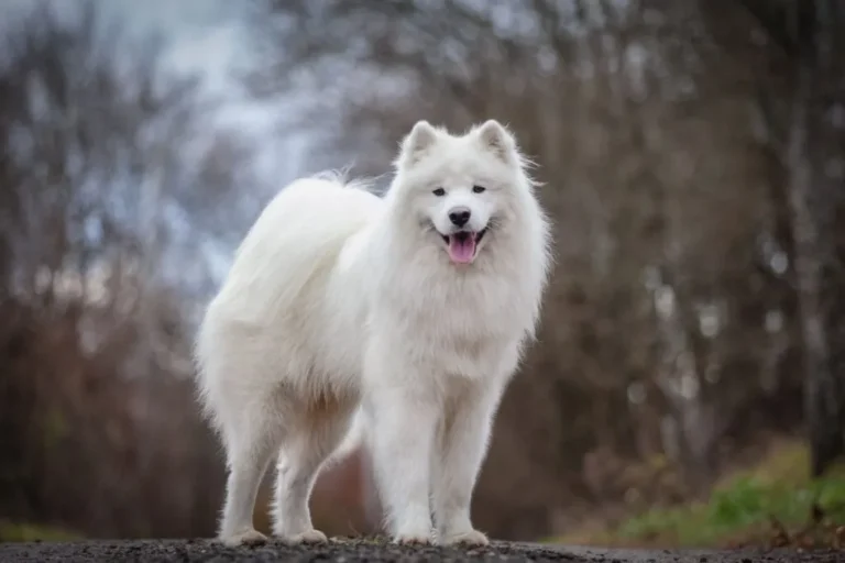 Samojed Samojed zimą
