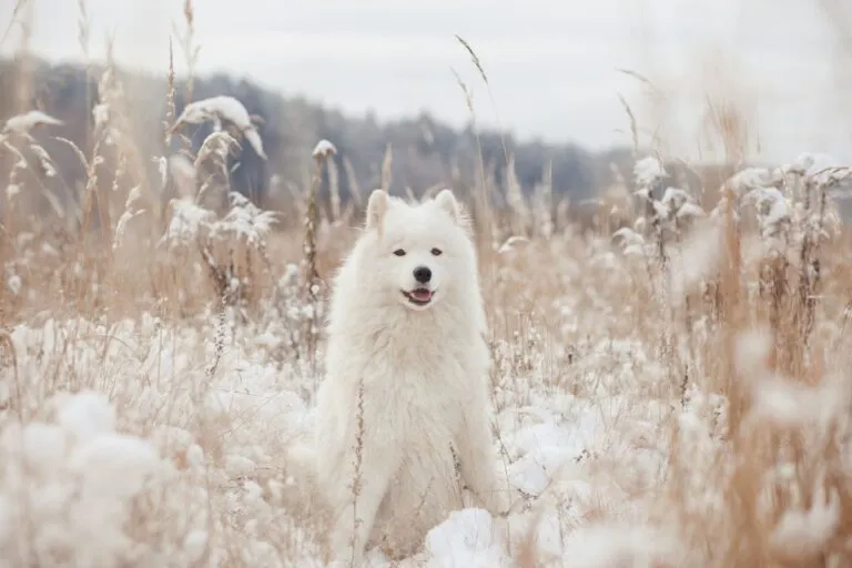 Samojed w zimie
