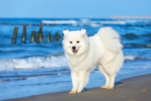 Samojed Samoyed rasa